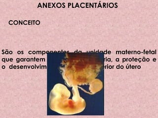   ANEXOS PLACENTÁRIOS   CONCEITO    São os componentes da unidade materno-fetal que garantem as trocas necessária, a proteção e o  desenvolvimento do feto no interior do útero 