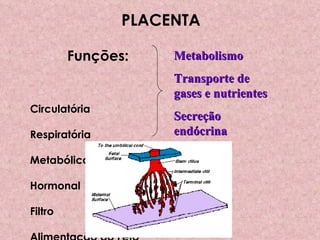 PLACENTA Funções: -           Circulatória -         Respiratória -         Metabólica -         Hormonal -         Filtro -         Alimentação do Feto Metabolismo Transporte de gases e nutrientes Secreção endócrina 