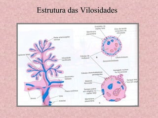 Estrutura das Vilosidades 