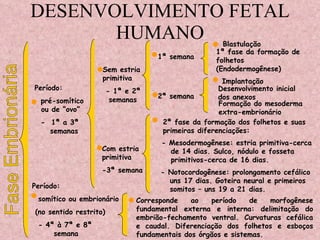 DESENVOLVIMENTO FETAL HUMANO Período: pré-somítico ou de “ovo” -  1ª a 3ª semanas Período: somítico ou embrionário (no sentido restrito) - 4ª à 7ª e 8ª semana Corresponde ao período de morfogênese fundamental externa e interna: delimitação do embrião-fechamento ventral. Curvaturas cefálica e caudal. Diferenciação dos folhetos e esboços fundamentais dos órgãos e sistemas. Sem estria primitiva - 1ª e 2ª semanas Com estria primitiva -3ª semana 1ª semana 2ª semana Blastulação 1ª fase da formação de folhetos (Endodermogênese) Implantação  Desenvolvimento inicial dos anexos Formação do mesoderma extra-embrionário 2ª fase da formação dos folhetos e suas primeiras diferenciações: - Mesodermogênese: estria primitiva-cerca de 14 dias. Sulco, nódulo e fosseta primitivos-cerca de 16 dias. - Notocordogênese: prolongamento cefálico uns 17 dias. Goteira neural e primeiros somitos – uns 19 a 21 dias. Fase Embrionária 