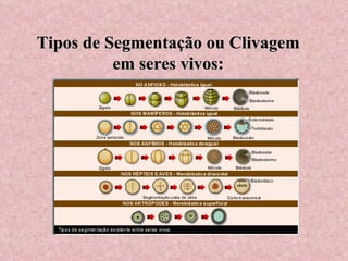 Tipos de Segmentação ou Clivagem em seres vivos: 