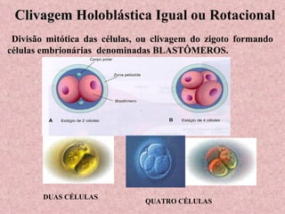 Divisão mitótica das células, ou clivagem do zigoto formando  células embrionárias  denominadas BLASTÔMEROS. Clivagem  Holoblástica Igual ou Rotacional DUAS CÉLULAS QUATRO CÉLULAS 