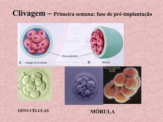 MÓRULA Clivagem  –  Primeira semana: fase de pré-implantação OITO CÉLULAS 