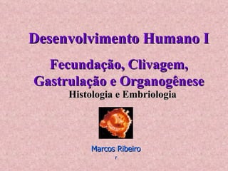 Desenvolvimento Humano I Fecundação, Clivagem, Gastrulação e Organogênese Histologia e Embriologia Marcos Ribeiro r 