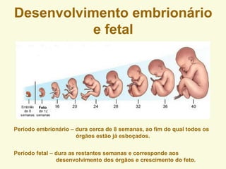 Desenvolvimento embrionário
e fetal
Período embrionário – dura cerca de 8 semanas, ao fim do qual todos os
órgãos estão já esboçados.
Período fetal – dura as restantes semanas e corresponde aos
desenvolvimento dos órgãos e crescimento do feto.
Feto
 