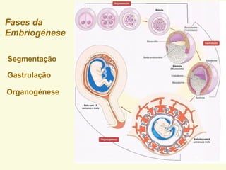 Fases da
Embriogénese
Segmentação
Gastrulação
Organogénese
 