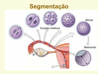 Segmentação
Mórula
Blastocisto
Divisões mitóticas
 