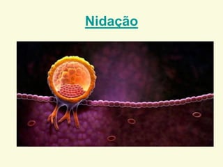 Nidação
 