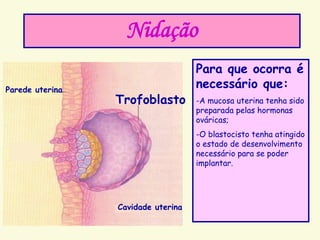 Nidação
Trofoblasto
Parede uterina
Cavidade uterina
Para que ocorra é
necessário que:
-A mucosa uterina tenha sido
preparada pelas hormonas
ováricas;
-O blastocisto tenha atingido
o estado de desenvolvimento
necessário para se poder
implantar.
 