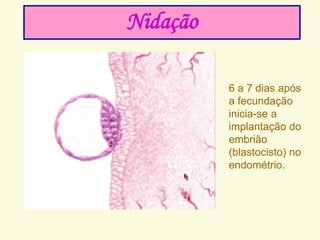 NIDAÇÃO
6 a 7 dias após
a fecundação
inicia-se a
implantação do
embrião
(blastocisto) no
endométrio.
Nidação
 