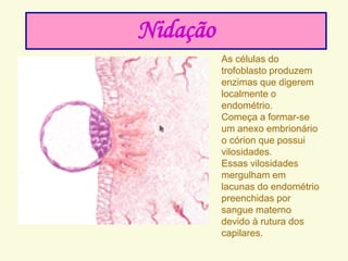 NIDAÇÃO
As células do
trofoblasto produzem
enzimas que digerem
localmente o
endométrio.
Começa a formar-se
um anexo embrionário
o córion que possui
vilosidades.
Essas vilosidades
mergulham em
lacunas do endométrio
preenchidas por
sangue materno
devido à rutura dos
capilares.
Nidação
 