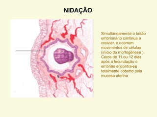 NIDAÇÃO
Simultaneamente o botão
embrionário continua a
crescer, e ocorrem
movimentos de células
(início da morfogénese ).
Cerca de 11 ou 12 dias
após a fecundação o
embrião encontra-se
totalmente coberto pela
mucosa uterina
 