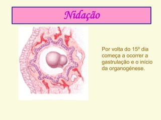 Por volta do 15º dia
começa a ocorrer a
gastrulação e o início
da organogénese.
Nidação
 