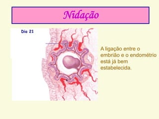 Dia 21
Nidação
A ligação entre o
embrião e o endométrio
está já bem
estabelecida.
 