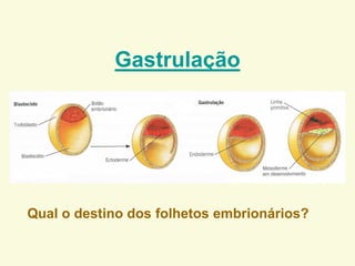 Gastrulação
Qual o destino dos folhetos embrionários?
 
