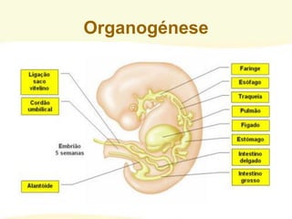 Organogénese
 