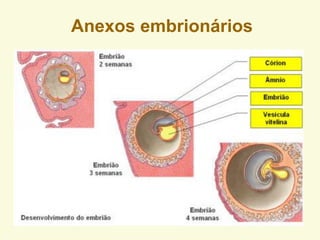 Anexos embrionários
 