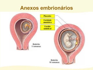 Anexos embrionários
 