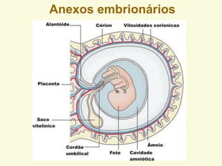 Anexos embrionários
 