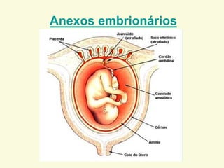 Anexos embrionários
 
