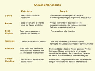 Anexos embrionários
Córion
Âmnio
Saco
Vitelino
Alantoide
Placenta
Cordão
Umbilical
Estrutura Função
Membrana com muitas Forma uma extensa superfície de trocas
vilosidades Contribui para formação da placenta. Produz hCG
Saco que envolve o embrião Protege o embrião de desidratação de
cheia de líquido amniótico choques mecânicos e de variações térmicas
Delimita a cavidade amniótica.
Saco membranoso sem Forma parte do tubo digestivo
substâncias de reserva
Divertículo da vesícula vitelina Estrutura rudimentar que contribui para a
formação dos vasos sanguíneos do cordão umbilical
Pela fusão das vilosidades
do córion e do alantóide com
as vilosidades do endométrio
Permeabilidade selectiva. Trocas gasosas. Produz
hormonas. Regula temperatura, pH, pressão
osmótica e de oxigénio. Produz enzimas capazes
de reduzir tóxicos maternos. Elimina excreções.
Pela fusão do alantóide com
o saco vitelino
Condução do sangue arterial através da veia fetal e
sangue venoso através de duas artérias fetais
 