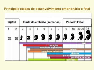 Principais etapas do desenvolvimento embrionário e fetal
 