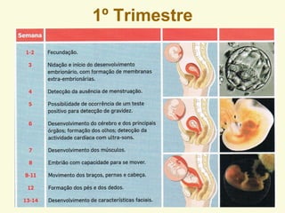 1º Trimestre
 