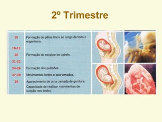 2º Trimestre
 