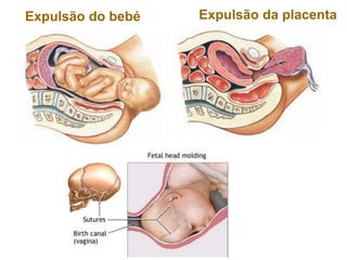 Expulsão da placenta
Expulsão do bebé
 