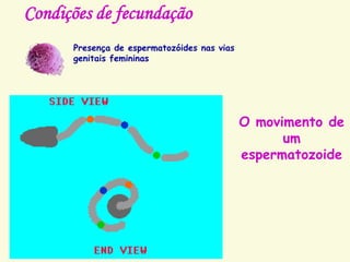 Condições de fecundação
Presença de espermatozóides nas vias
genitais femininas
O movimento de
um
espermatozoide
 