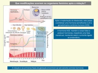 Após a implantação do blastocisto, este passa
a sintetizar uma hormona semelhante à LH a
gonadotropina coriónica humana (hCG)
A hormona hCG mantém o corpo lúteo a
produzir hormonas, impedindo uma fase
menstrual, mantendo assim o embrião ligado
ao endométrio.
A nidação e as primeiras fases de gestação encontram-se sob estreito controlo hormonal.
Que modificações ocorrem no organismo feminino após a nidação?
 