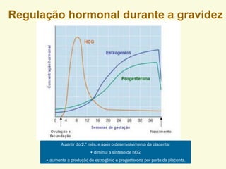 Regulação hormonal durante a gravidez
A partir do 2.º mês, e após o desenvolvimento da placenta:
• diminui a síntese de hCG;
• aumenta a produção de estrogénio e progesterona por parte da placenta.
 