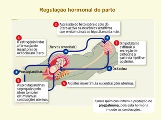 Regulação hormonal do parto
Sinais químicos inibem a produção de
progesterona, pois esta hormona
impede as contracções.
 
