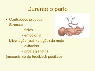 Durante o parto
• Contrações provoca:
- Stresse:
- físico
- emocional
- Libertação (estimulação) de mais
- oxitocina
- prostaglandina
(mecanismo de feedback positivo)
 