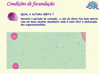 QUAL A ALTURA CERTA ?
Durante o período de ovulação, o colo do útero fica bem aberto
com um muco alcalino abundante onde é mais fácil a deslocação
dos espermatozóides
Condições de fecundação
 
