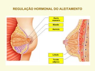 REGULAÇÃO HORMONAL DO ALEITAMENTO
 