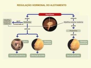 REGULAÇÃO HORMONAL DO ALEITAMENTO
 