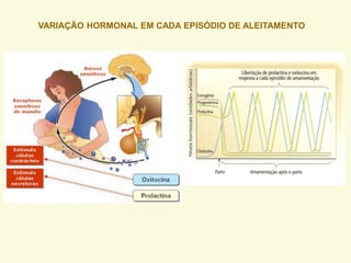 VARIAÇÃO HORMONAL EM CADA EPISÓDIO DE ALEITAMENTO
 