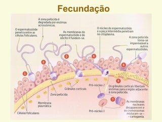 Fecundação
 