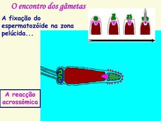 O encontro dos gâmetas
A fixação do
espermatozóide na zona
pelúcida...
A reacção
acrossómica
 
