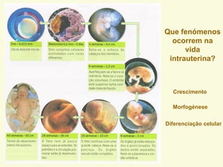 Que fenómenos
ocorrem na
vida
intrauterina?
Crescimento
Morfogénese
Diferenciação celular
 