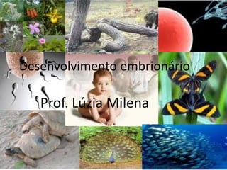 Desenvolvimento embrionário
Prof. Lúzia Milena
 
