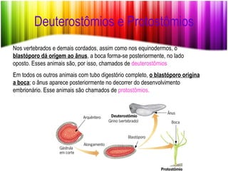 Deuterostômios e Protostômios
Nos vertebrados e demais cordados, assim como nos equinodermos, o
blastóporo dá origem ao ânus, a boca forma-se posteriormente, no lado
oposto. Esses animais são, por isso, chamados de deuterostômios
Em todos os outros animais com tubo digestório completo, o blastóporo origina
a boca; o ânus aparece posteriormente no decorrer do desenvolvimento
embrionário. Esse animais são chamados de protostômios.
 