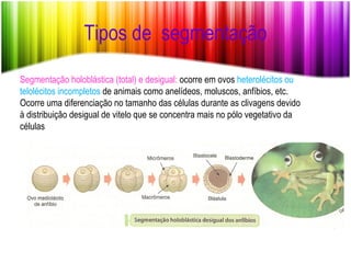 Tipos de  segmentação Segmentação holoblástica (total) e desigual:  ocorre em ovos  heterolécitos ou telolécitos incompletos  de animais como anelídeos, moluscos, anfíbios, etc. Ocorre uma diferenciação no tamanho das células durante as clivagens devido à distribuição desigual de vitelo que se concentra mais no pólo vegetativo da células 