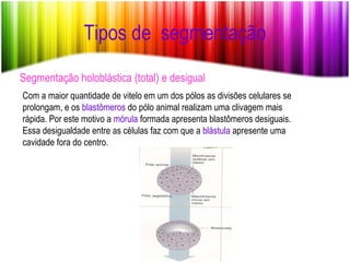 Tipos de  segmentação Segmentação holoblástica (total) e desigual Com a maior quantidade de vitelo em um dos pólos as divisões celulares se prolongam, e os  blastômeros  do pólo animal realizam uma clivagem mais rápida. Por este motivo a  mórula  formada apresenta blastômeros desiguais. Essa desigualdade entre as células faz com que a  blástula  apresente uma cavidade fora do centro. 