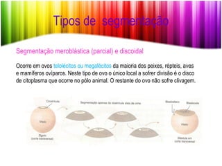 Tipos de  segmentação Segmentação meroblástica (parcial) e discoidal Ocorre em ovos  telolécitos ou megalécitos  da maioria dos peixes, répteis, aves e mamíferos ovíparos. Neste tipo de ovo o único local a sofrer divisão é o disco de citoplasma que ocorre no pólo animal. O restante do ovo não sofre clivagem.  