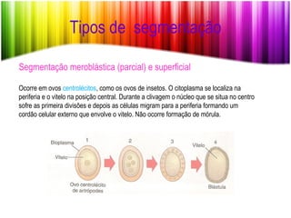 Tipos de  segmentação Segmentação meroblástica (parcial) e superficial Ocorre em ovos  centrolécitos , como os ovos de insetos. O citoplasma se localiza na periferia e o vitelo na posição central. Durante a clivagem o núcleo que se situa no centro sofre as primeira divisões e depois as células migram para a periferia formando um cordão celular externo que envolve o vitelo. Não ocorre formação de mórula. 
