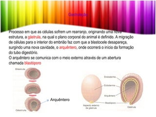Gastrulação Processo em que as células sofrem um rearranjo, originando uma nova estrutura, a  gástrula , na qual o plano corporal do animal é definido. A migração de células para o interior do embrião faz com que a blastocele desapareça, surgindo uma nova cavidade, o  arquêntero , onde ocorrerá o início da formação do tubo digestório. O arquêntero se comunica com o meio externo através de um abertura chamada  blastóporo Arquêntero 