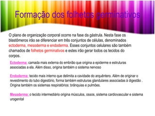 Formação dos folhetos germinativos O plano de organização corporal ocorre na fase da gástrula. Nesta fase os blastômeros irão se diferenciar em três conjuntos de células, denominados  ectoderma, mesoderma e endoderma.  Esses conjuntos celulares são também chamados de  folhetos germinativos  e estes irão gerar todos os tecidos do corpos. Ectoderma:  camada mais externa do embrião que origina a epiderme e estruturas associadas a ela. Além disso, origina também o sistema nervoso Endoderma:  tecido mais interno que delimita a cavidade do arquêntero. Além de originar o revestimento do tubo digestório, forma também estruturas glandulares associadas à digestão . Origina também os sistemas respiratórios: brânquias e pulmões. Mesoderma:  o tecido intermediário origina músculos, ossos, sistema cardiovascular e sistema urogenital 