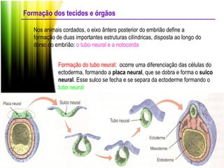 Formação dos tecidos e órgãos Nos animais cordados, o eixo ântero posterior do embrião define a formação de duas importantes estruturas cilíndricas, disposta ao longo do dorso do embrião:  o tubo neural e a notocorda Formação do tubo neural :  ocorre uma diferenciação das células do ectoderma, formando a  placa neural , que se dobra e forma o  sulco neural . Esse sulco se fecha e se separa da ectoderme formando o  tubo neural  